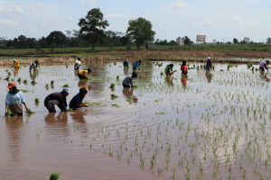 Agrotechnopreneurship Millenial Proses Pencabutan Bibit (Ndaut), Tanam (Tandur), Panen Tahun 2022 SMAN 2 Pandih Batu Pada 12 Oktober 2022
