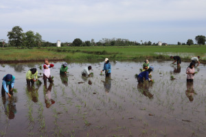 AGROTECHNOPRENEURSHIP MILLENIAL, TANAM BERSAMA (TANDUR) SMAN 2 PANDIH BATU 2023